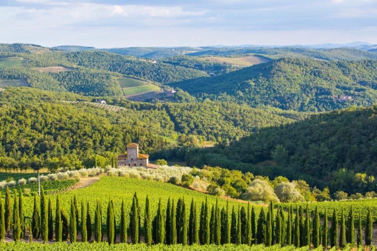 Vineyards of the Castello di Albola estate in the Chianti region